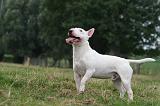 BULL TERRIER MINIATURE 096